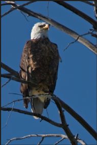 American Bald Eagle